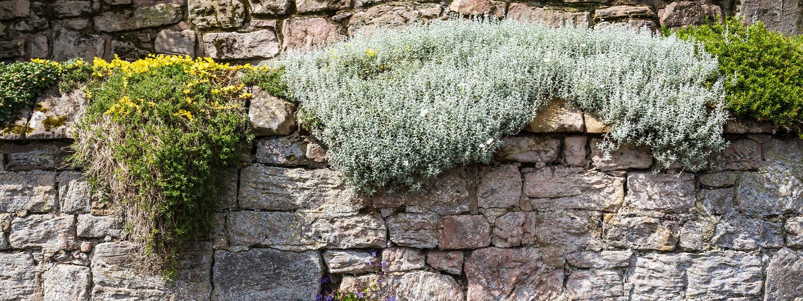 Stone wall with plants and greenery reflecting natural landscape in Cornwall